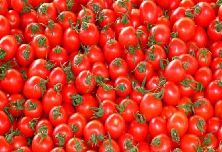 Azərbaycanın daha 30 müəssisəsinə Rusiyaya pomidor ixracına icazə verilib