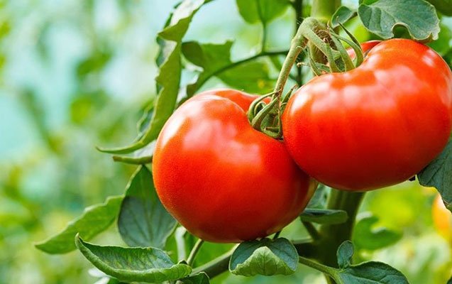 Daha 18 təsərrüfatdan Rusiyaya pomidor ixracına icazə verildi.