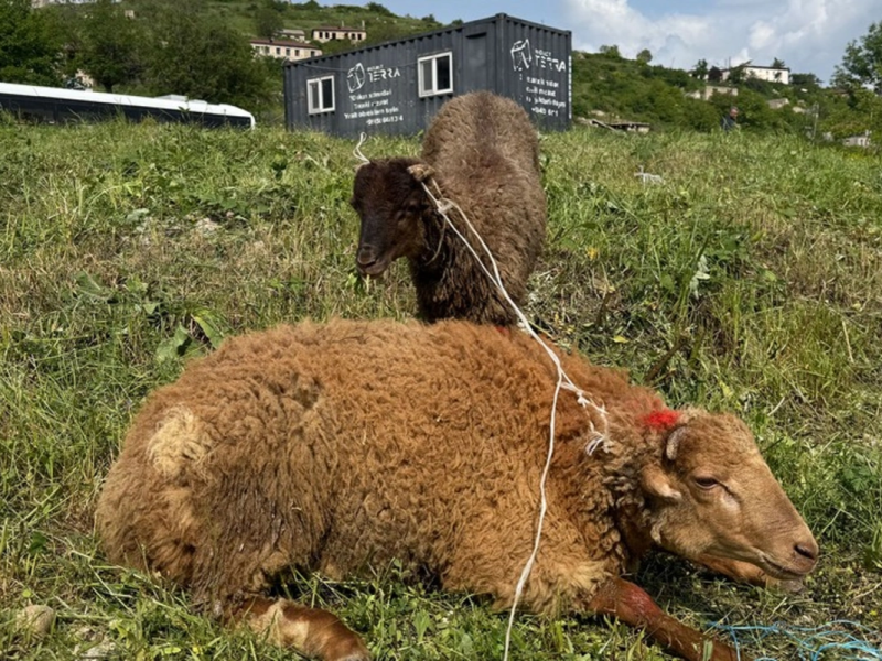 Şuşada qurban kəsilərək sakinlərə paylanılıb